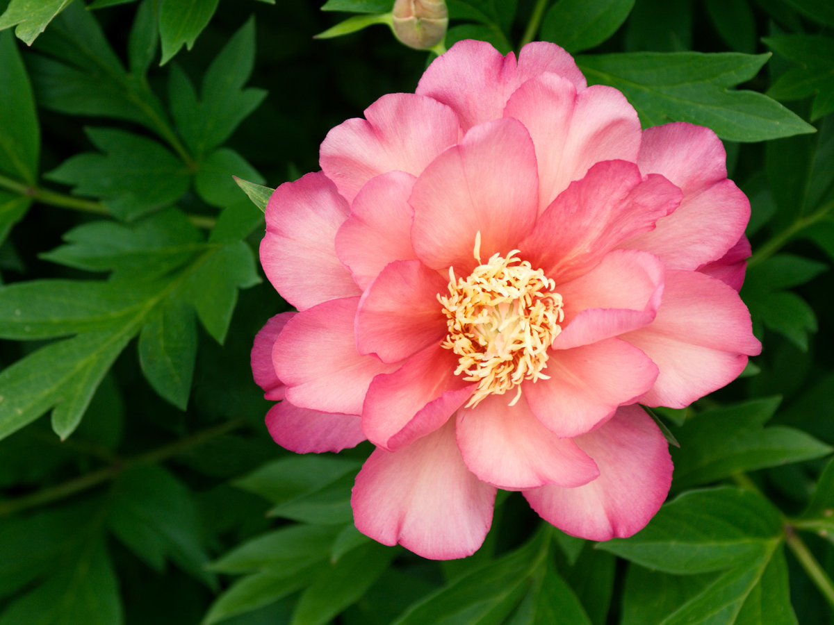 Meet the Julia Rose Peony - Sunset Magazine - Sunset Magazine
