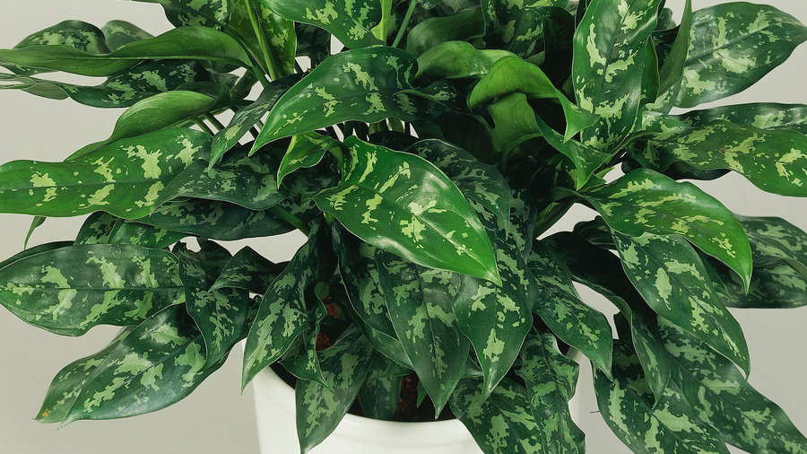 10 Best Houseplants For Low Light Sunset Magazine